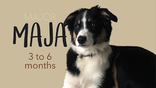 Australian Shepherd Maja - 3 to 6 months