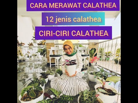 MENGENAL CALATHEA. CARA MERAWAT CALATHEA. HOW TO TAKE CARE FOR CALATHEA. (ENGLISH SUBTITLE)#calathea