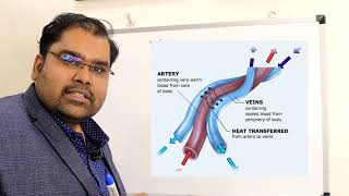 Testis छोटे बड़े | Varicocele Hindi with English Subs