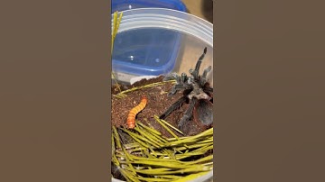 Aphonopelma hentzi :) feeding video ! #fyp #tarantulafeeding #tarantula #shortvideo #texas