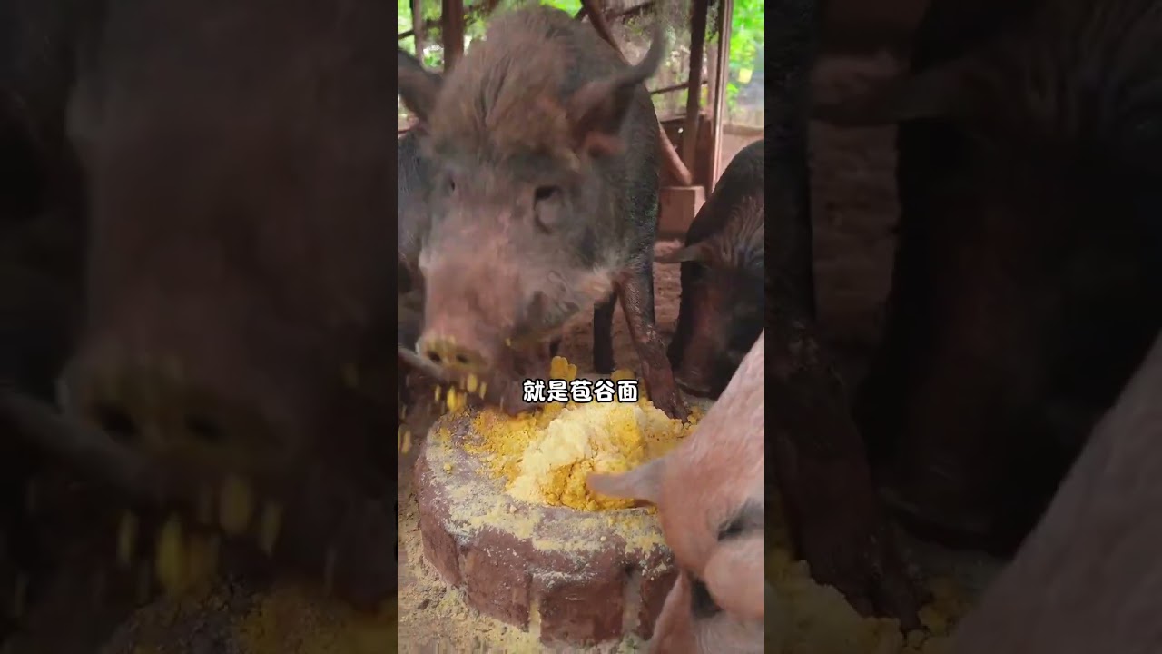 In rural areas pigs are raised freely for their own consumption during the Spring Festival