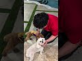 タンケの家のワンコが可愛すぎた🐶 #ビシエド #小笠原慎之介