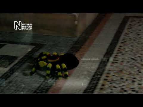 Natural History Museum Remote Control Tarantula Spider