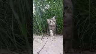2 Agenten im Dschungel