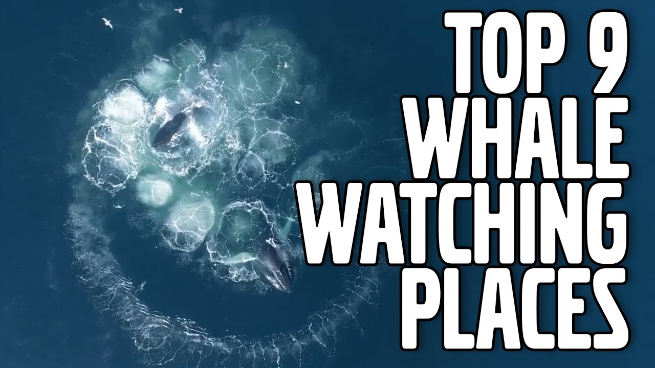 Top 9 Whale Watching Locations in the World I Volvo Penta