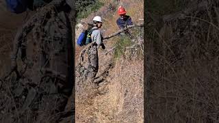Quick Fix on the Tony Trail: Handsaw vs. Small Oak | Greenhorn Sawyer Diaries