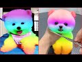 Tik Tok Chó Phốc Sóc Mini | Funny and Cute Pomeranian Videos #17