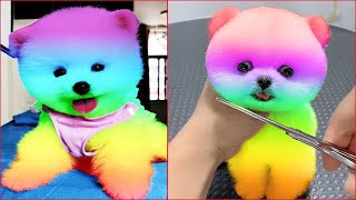 Tik Tok Chó Phốc Sóc Mini | Funny and Cute Pomeranian Videos #17