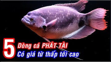 5 Loài cá PHÁT TÀI được nuôi Phổ Biến Nhất. Có Loài cực hiếm ở VIỆT NAM!