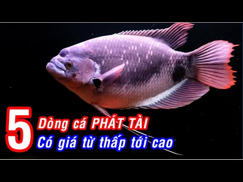 Video: Loại Cá Nào được Tìm Thấy Trong Oka