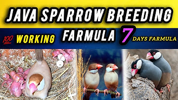 Java Sparrow Breeding Farmula / Java Birds Breeding Tips / Fast Breeding farmula for java sparrow 