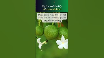 Top 10 loài cây cực độc và nguy hiểm nhất thế giới#top10 #khamphathiennhien#CayDocHai#ThienNhienKyLa