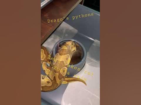 Ball Python 🐍 swimming with a 🐀 #subscribe #livefeeding #python # ...