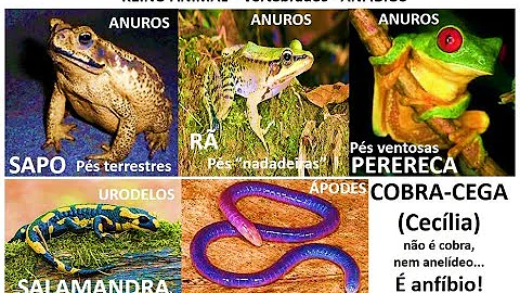 Como os Gimnofionos se desenvolvem?