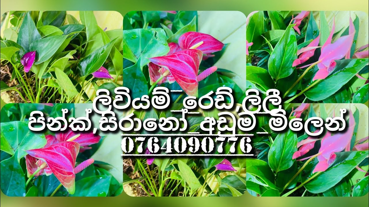 සිරානෝ දම්,ලිවියම් රෙඩ්,ලිලී පින්ක් ආස විදියක ට ගන්න 0764090776