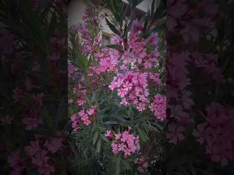 Видео: Oleander Bushes за поверителност - Информация за използването на Oleander като жив плет