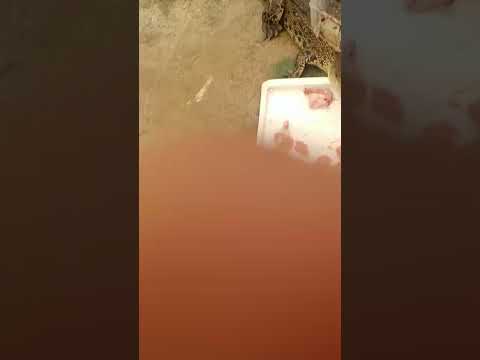 غذا خوردن کروکودیل