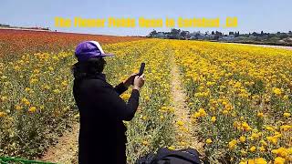 The Flower Fields Open in Carlsbad ,CA