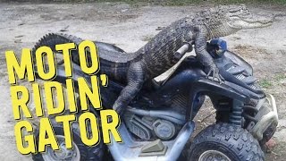 A florida woman mary thorn is fighting to keep her 11-year old
alligator named rambo. law says that if an exceeds 6 feet in length,
they ne...