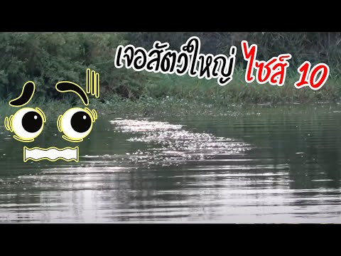 หนูไม่กล้าตี เราหนีไปเถอะ | เด็กตกปลา