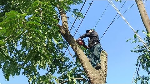 Cưa cây ô môi gần nhà , Cưa cây kỹ thuật cao