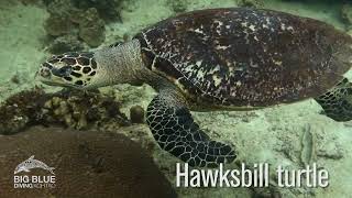 Marine Life you can expect to see Scuba Diving on Koh Tao Dive Sites