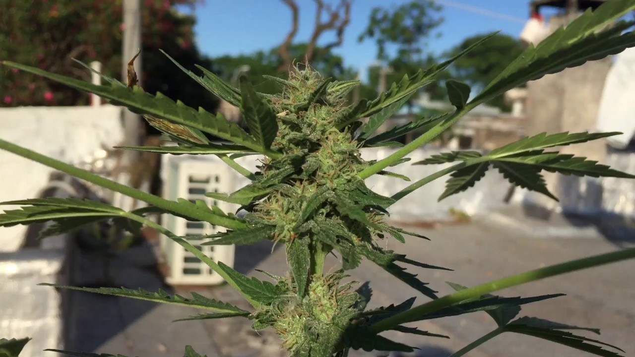 MARIHUANA SEGUIMIENTO critical purple auto