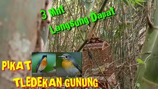 PIKAT TELEDEKAN GUNUNG DI HUTAN BAMBU