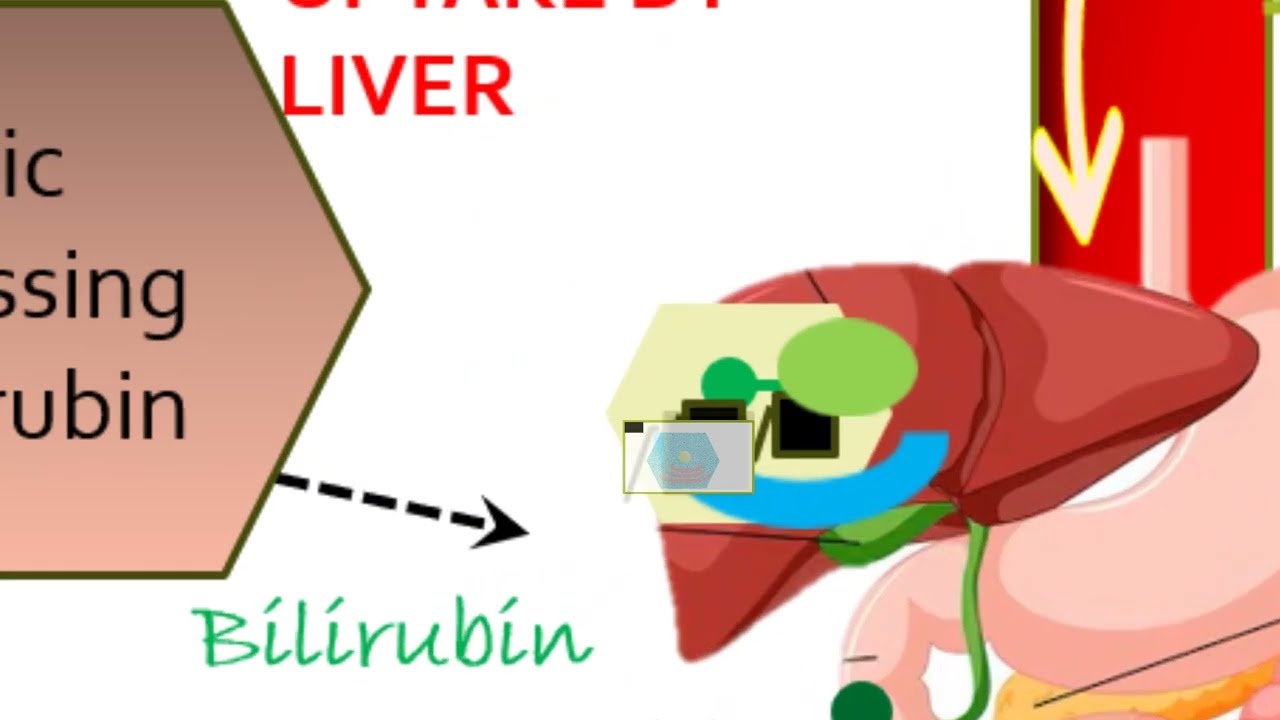 bilirubin bioanimation
