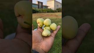 Guess the fruit name  #shorts #youtubeshorts #fruit #fruits #viral #guess