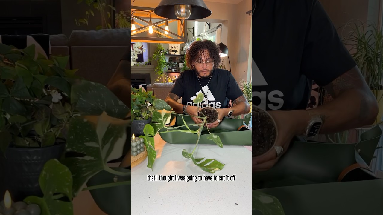 Helping my monstera thrive by giving it the support it needs to grow strong 