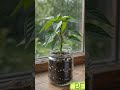 How to Grow Chili Pepper from Seeds 🌶️ |#shorts #trending #chilitimelapse #viral #usa #seedtoplant