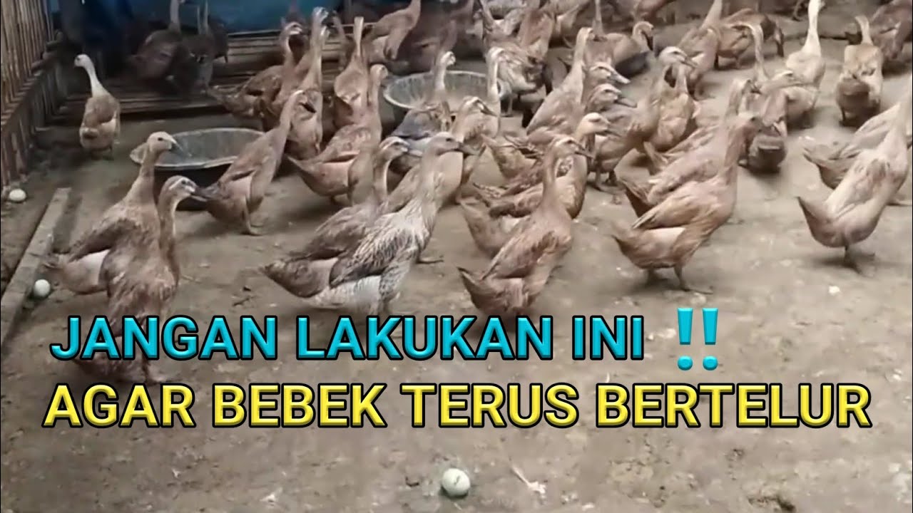 Jangan Lakukan Ini ‼️ Agar Bebek Terus Bertelur