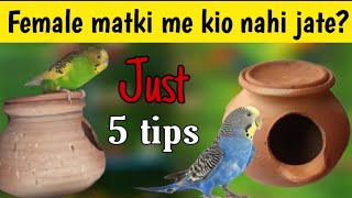 Budgies female matki me nahi ja rahe kia kare | budgies parrots matki me nahi jate |  breeding tips screenshot 5