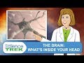 Understanding the Brain
