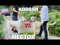 DOGO ARGENTİNO KORSAN VE HECTOR TANIŞTI ..!