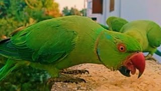 Parrot Videos