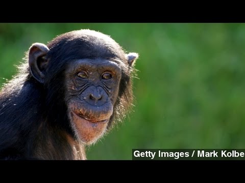 Image result for hiv due to a man fucking a chimpanzee