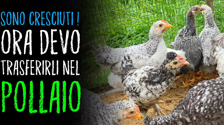 NUOVI POLLASTRELLI NEL POLLAIO