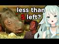 We Were Wrong About Rhinos... | Vtuber Reacts to Casual Geographic