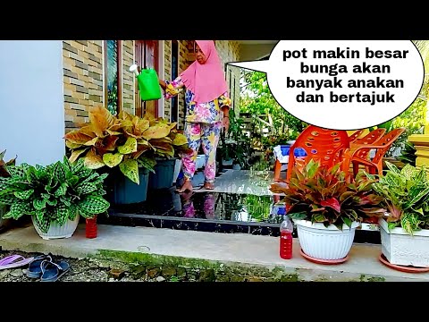 Video: Alakul, Pembibitan Pohon Hias Dan Buah-buahan Serta Semak Belukar Di Distrik Vyborg