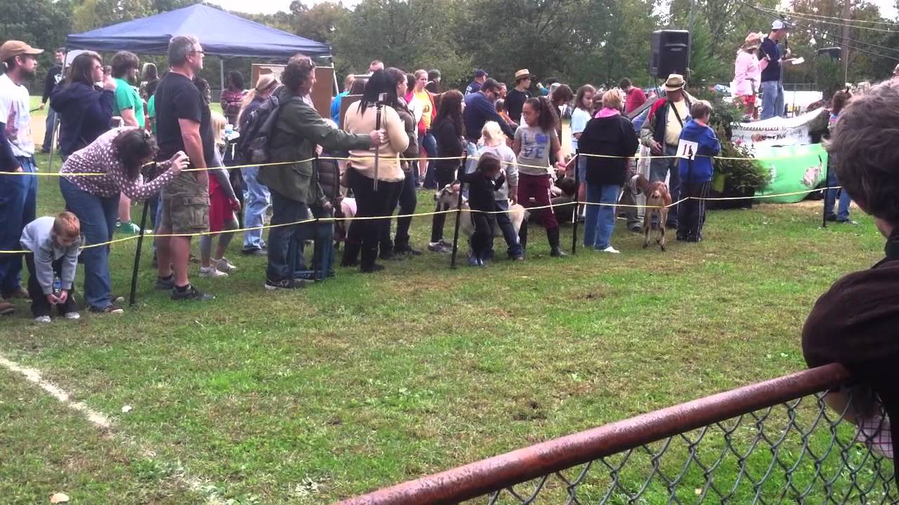 Falmouth PA Goat Races 2012 YouTube