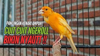 SUARA Kenari GACOR PANJANG Pancingan & masteran Kenari Paud AGAR gacor AMPUH Kenari MACET bunyii