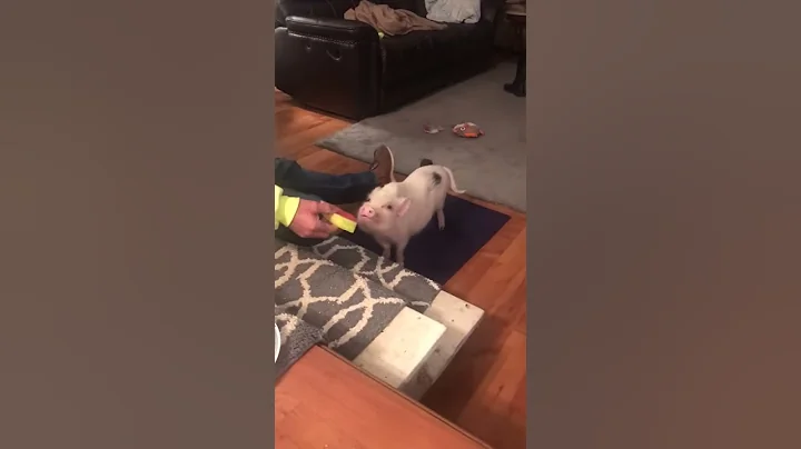 Stoli the piggy loves watermelon