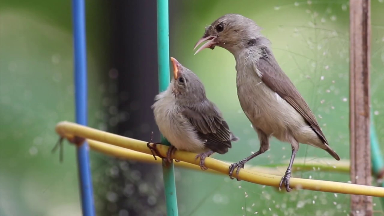Pale-billed flowerpecker Juvenile feeding - Smallest bird of india