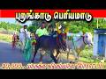 புறங்காடு பெரியமாடு பந்தயம் 10.06.2026
