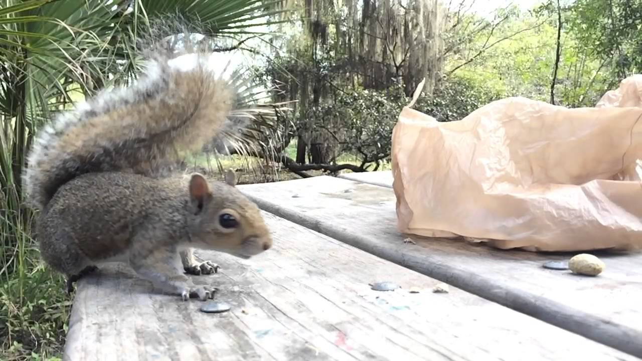 Squirrel comes too close Slow Motion YouTube