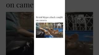 Brutal hippo attack caught on camera🤯😂 #animals #fyp #shorts #hippo