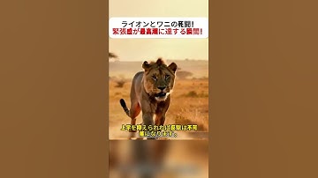 ライオンとワニの死闘！ 緊張感が最高潮に達する瞬間！  #ライオン #ワニ #野生動物 #緊迫の戦い #自然の驚異