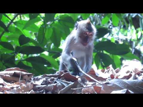 Wideo: Park Narodowy Doi Inthanon: Kompletny przewodnik